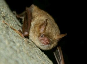 Pipistrelli e arte si incontrano nella mostra al Castello di Casale