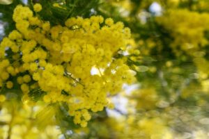 Mimose, cosa sapere del fiore che invade la Liguria