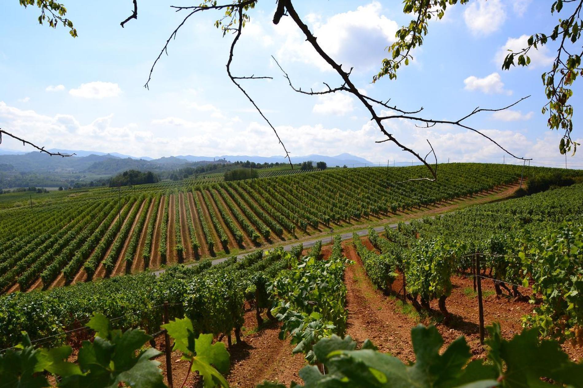 Freisa vitigno dell’anno 2022 del Piemonte