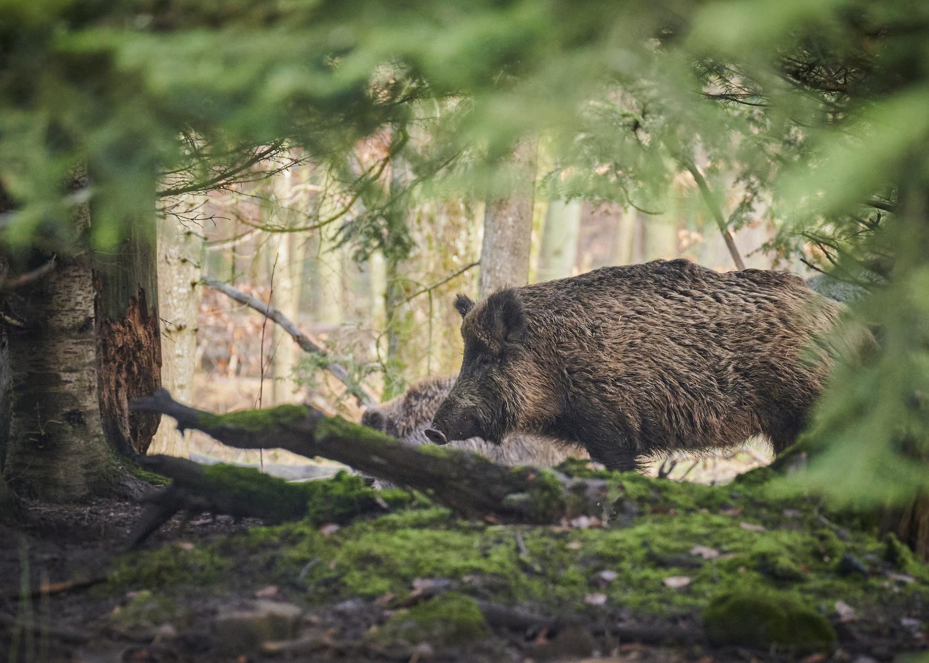 Peste suina, l’area infetta si estende alla val Borbera