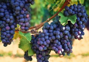 Alla scoperta del vino: progetto “Increase Ovada Docg”