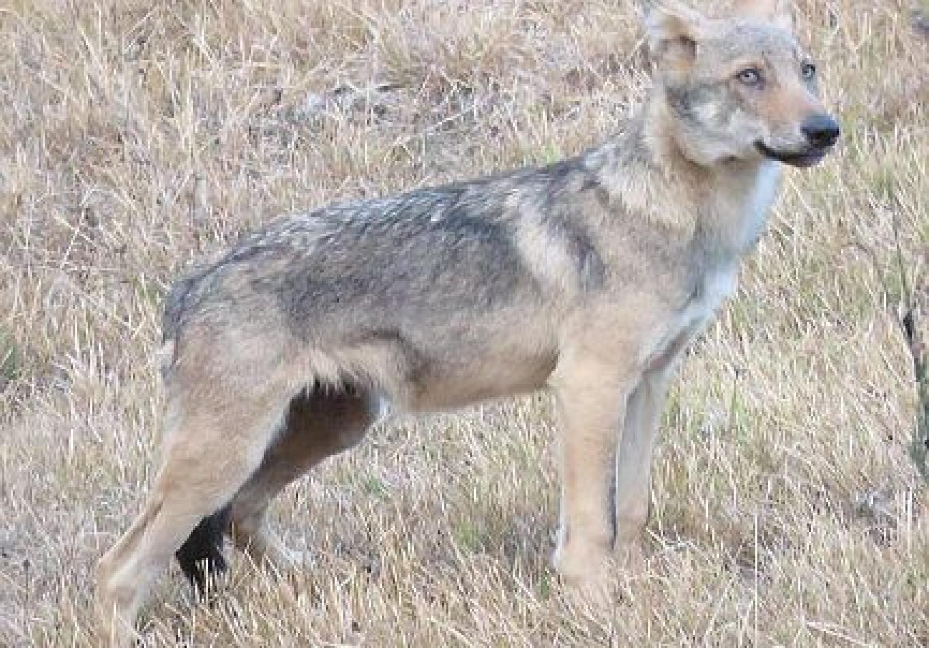 Aree protette, Carosso a Bosio per i nuovi progetti dell’Appennino