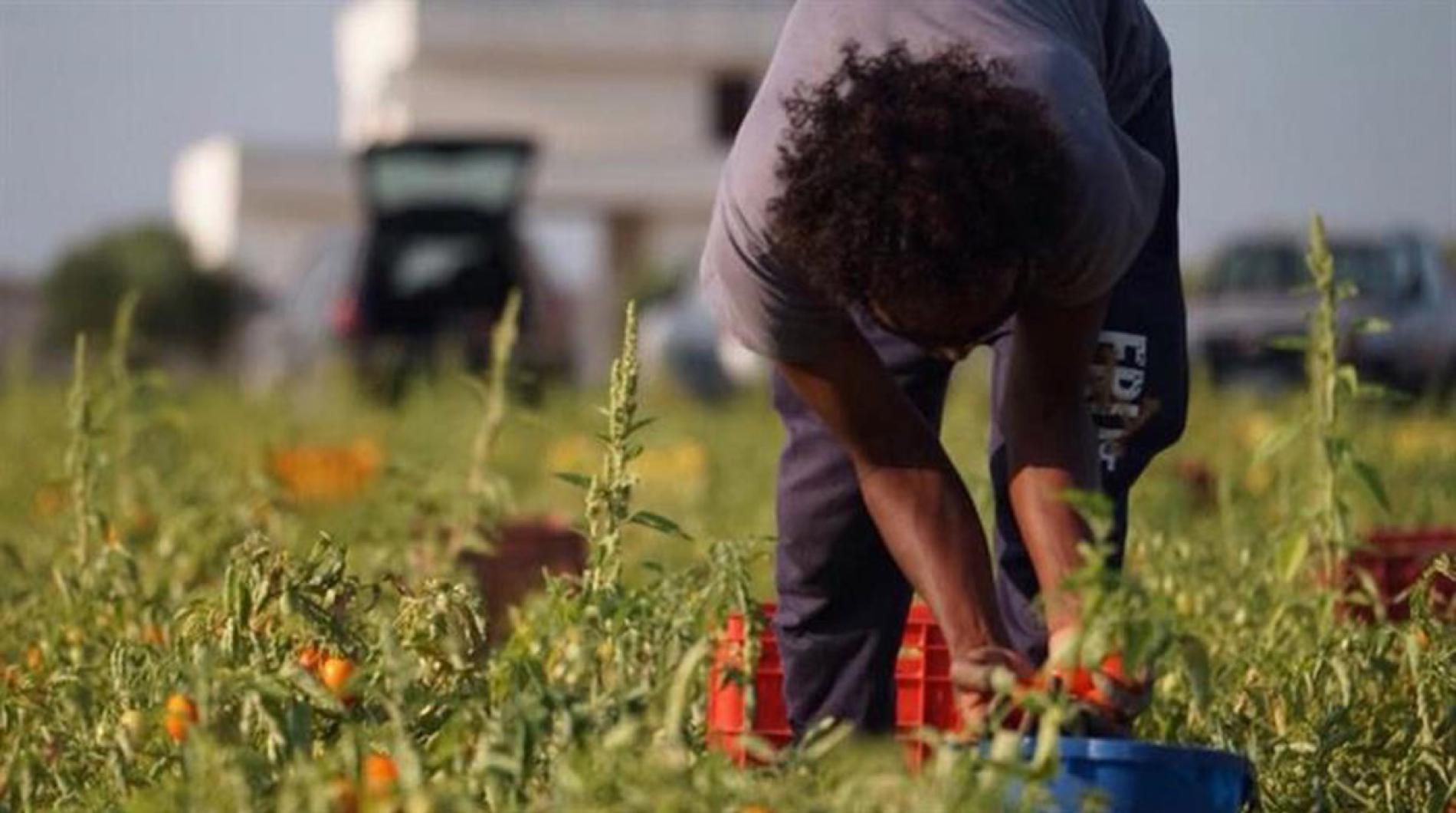 Pomodoro da industria: accordo per 108,5 euro a tonnellata