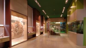 Musei aperti durante le festività: orari e aperture straordinarie ad Alessandria e Spinetta Marengo