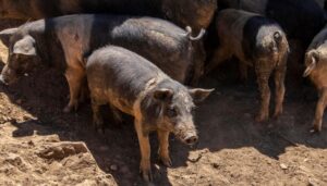 Peste suina, nuovo caso a Castelletto d’Orba