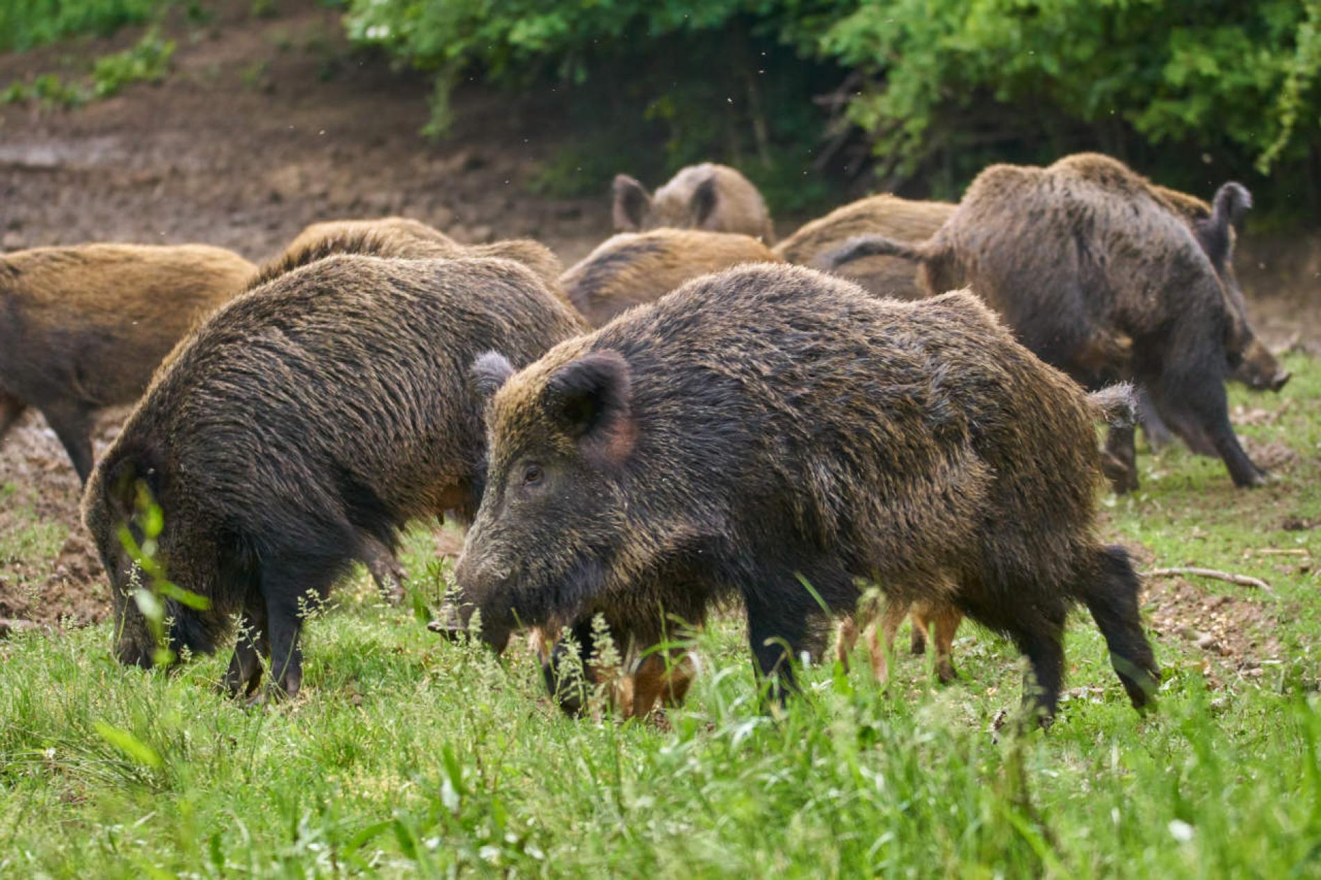 Biosicurezza negli allevamenti di maiali: la Regione aumenta i fondi