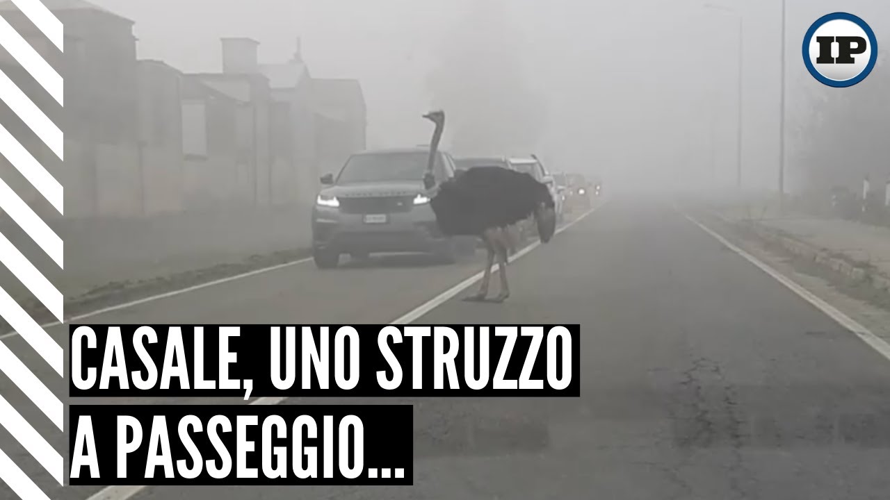 Casale. Lo struzzo Totò scappa ancora: sanzionato il proprietario