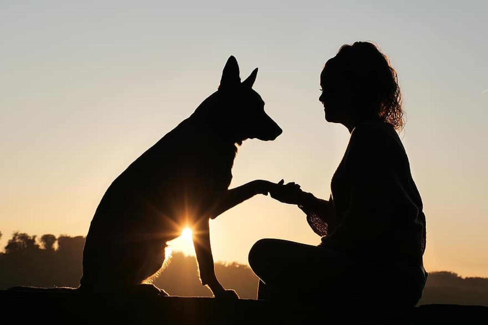 Oggi, 26 settembre, è la Giornata mondiale degli amanti dei cani