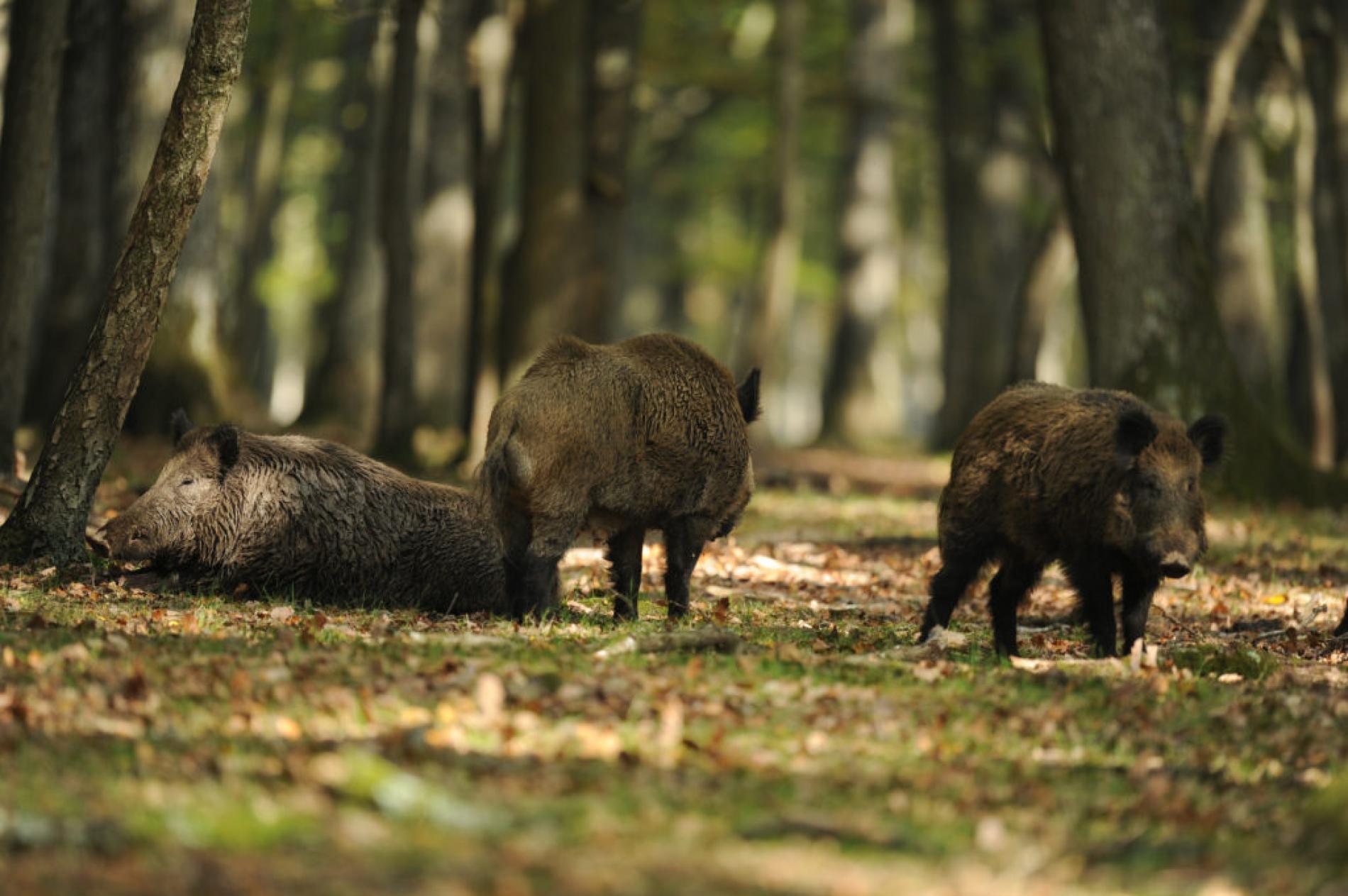 Peste suina, l’area infetta si estende alla val Borbera