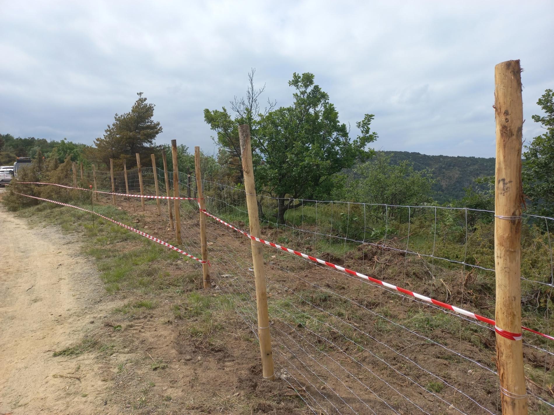 Peste suina, nuovi casi. Gli agricoltori: «Abbattimenti in ritardo»