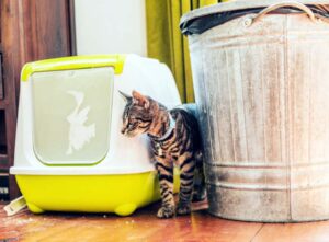 Lettiere e traversine per animali, «ecco come gettarle»