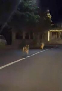 Ovada, due lupi a zonzo in corso Italia?