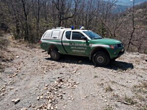 Albera Ligure, trovati 4 lupi morti: le indagini dei Carabinieri Forestali