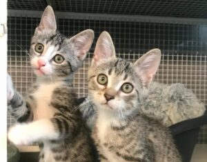 Alessandria: domenica al Gattile ci sarà “Mici in festa”