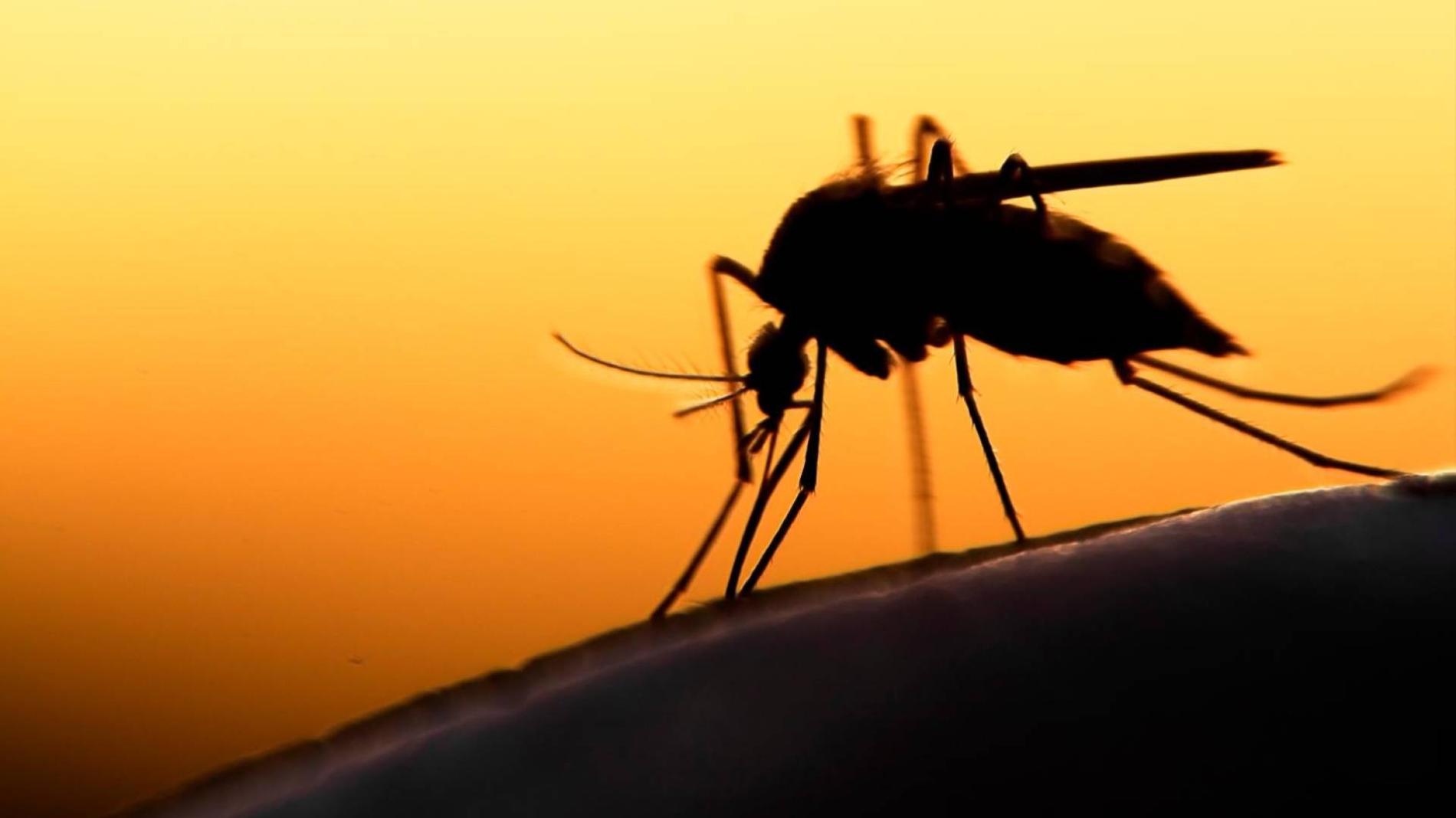 Alessandria, scatta oggi la lotta biologica alle zanzare