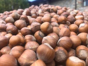 Nocciola di qualità: la Regione incontra il settore corilicolo