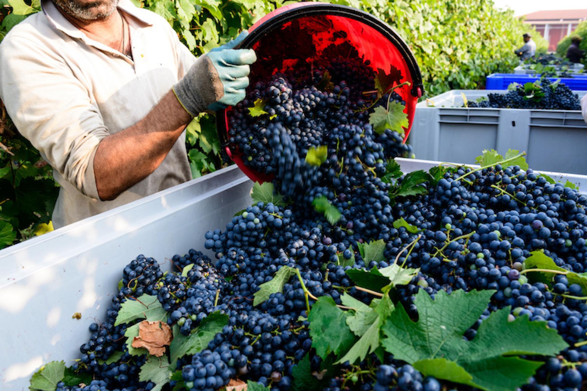 Città Europea del Vino. L’orgoglio di Rapetti, sindaco ‘degli aromatici’