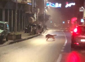 “Life WolfAlps” tra studi e sondaggi: «Il lupo fa ancora paura?»