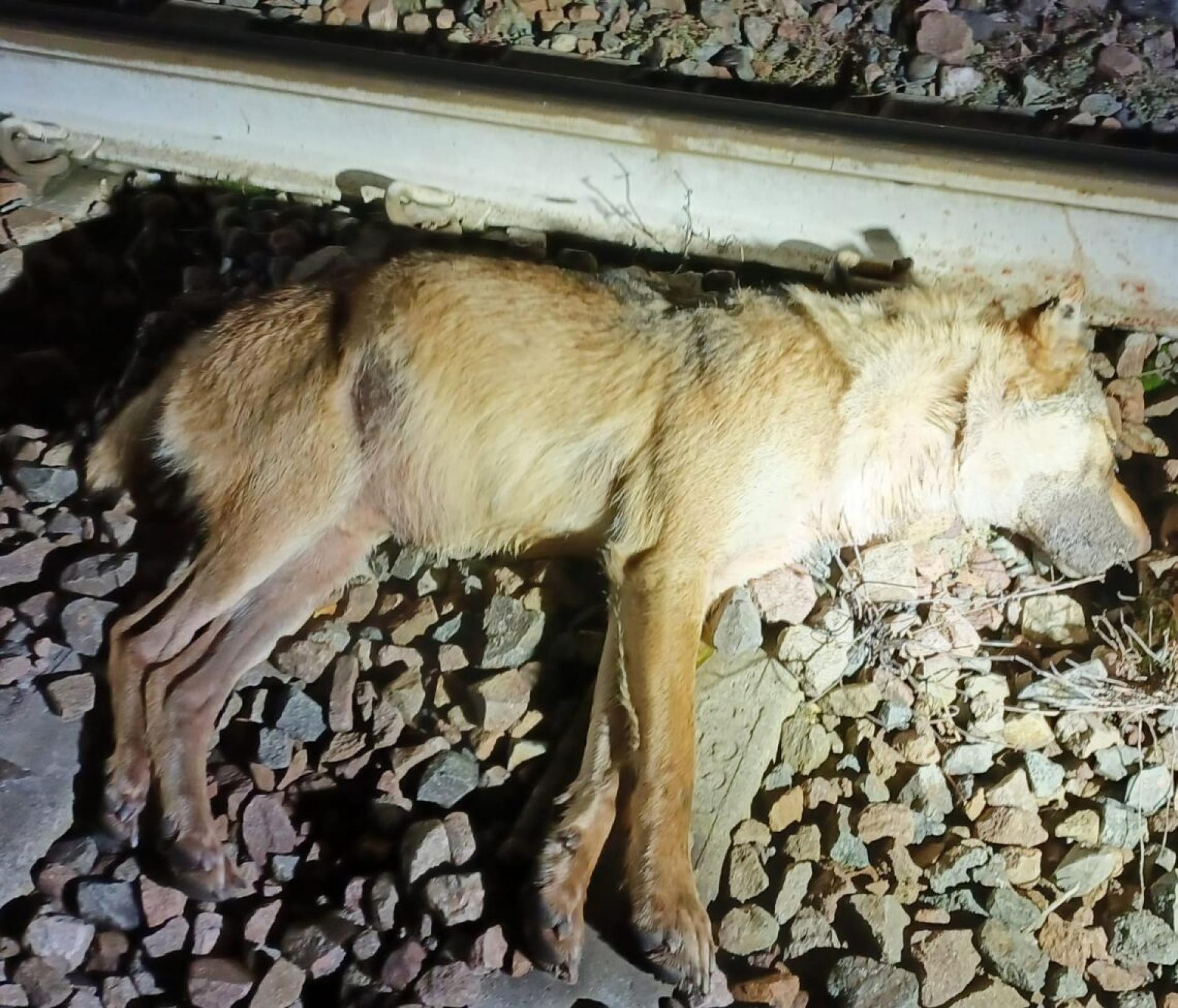 Ritrovato un lupo morto a Castelletto: è il terzo caso in una settimana