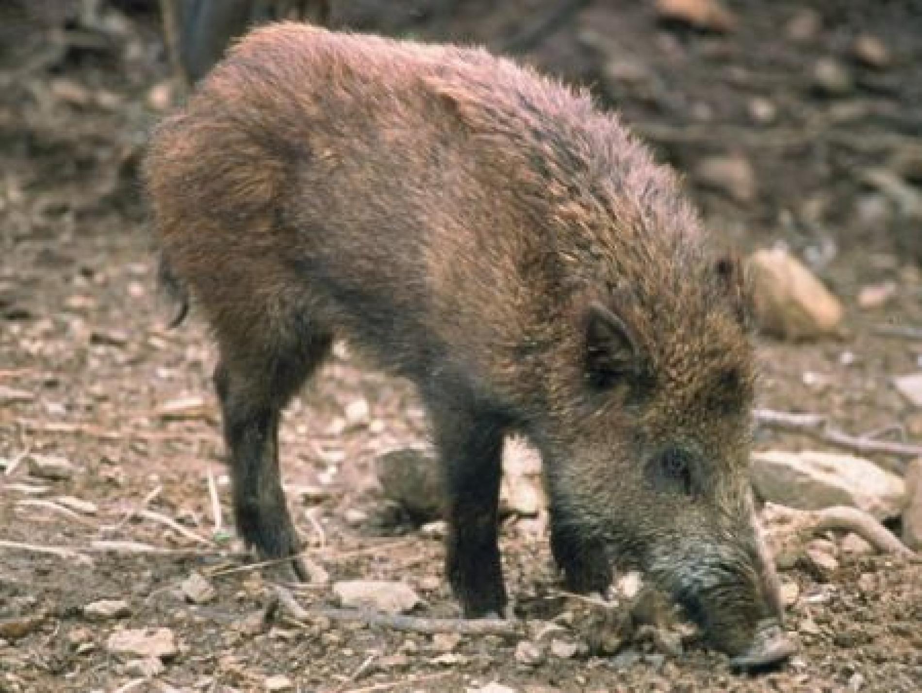 Peste suina, anche a Novi al via gli “espropri” per la barriera