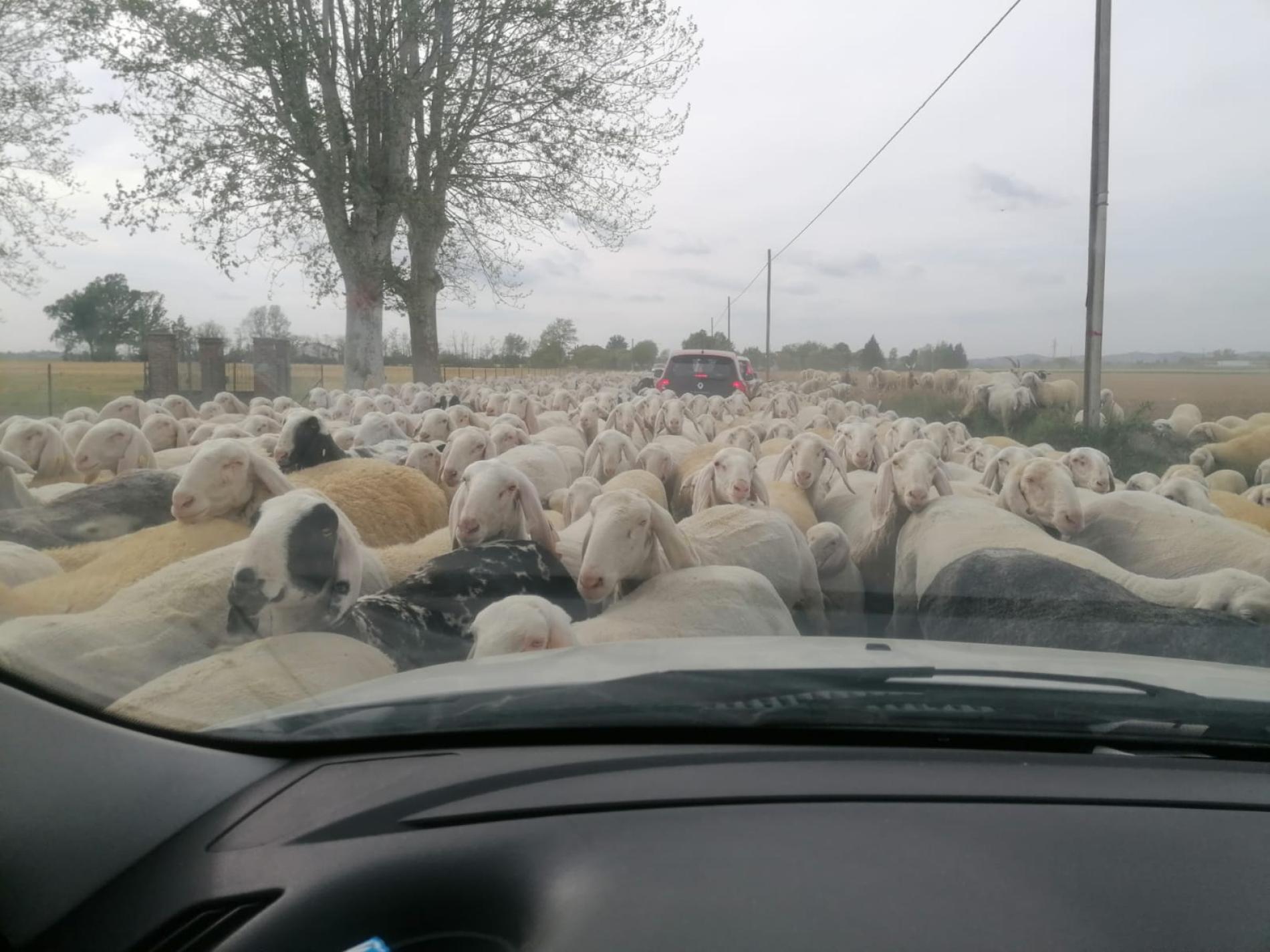 Mandrogne invasa dalle pecore