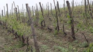 La grandine colpisce anche i vigneti