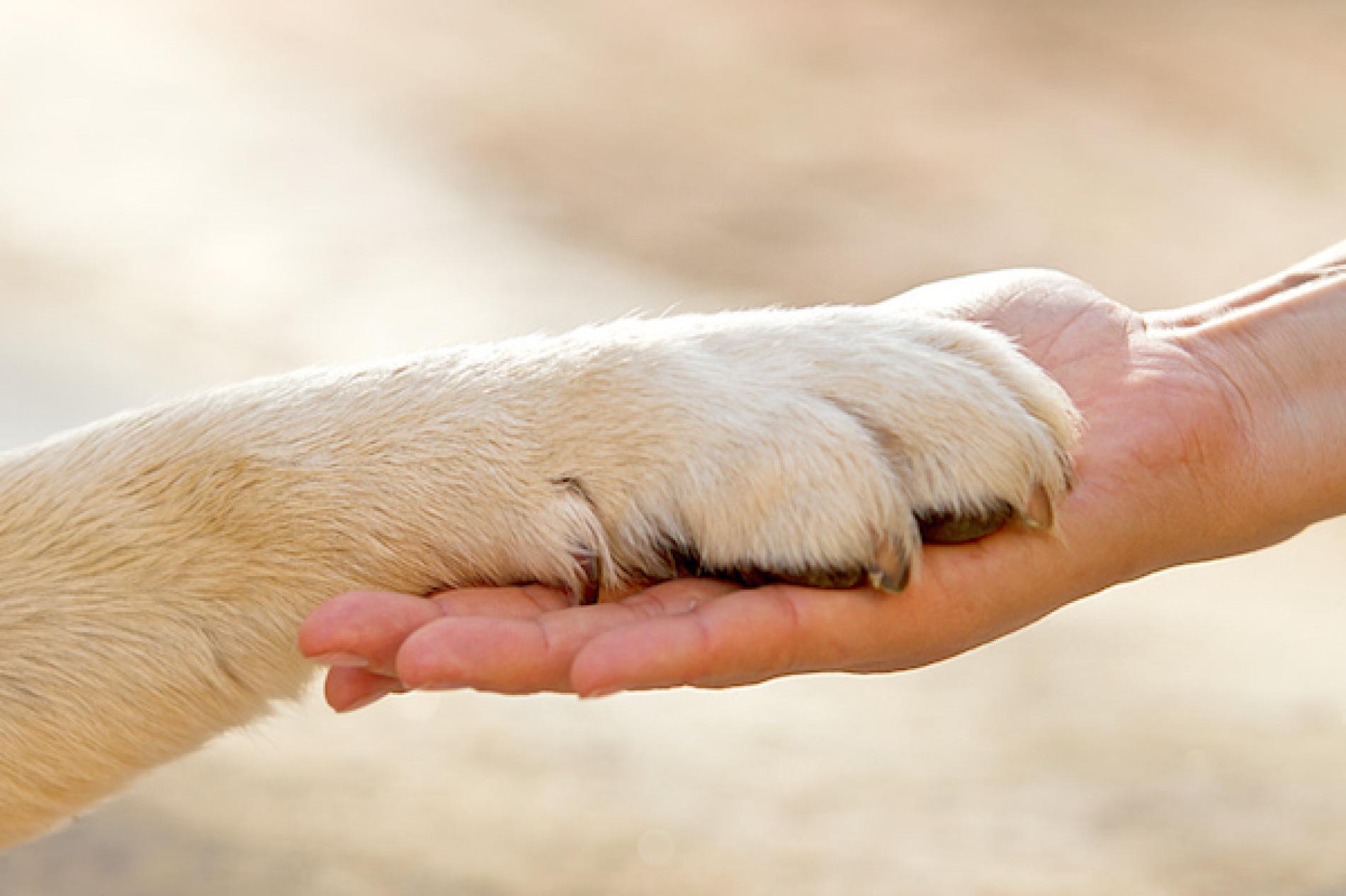 Oggi, 4 ottobre, è la Giornata mondiale degli animali