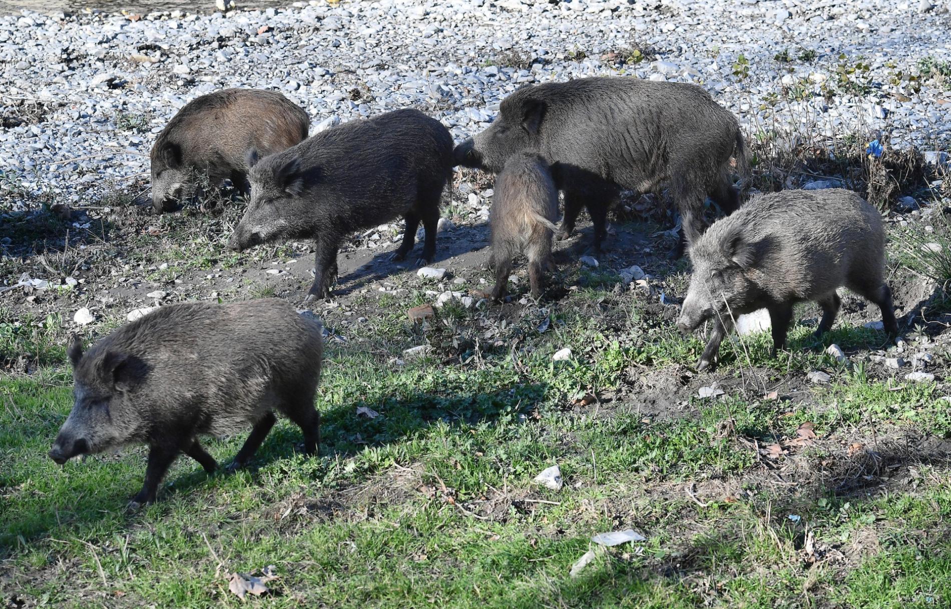 Peste suina: 14 casi in Piemonte, nessuno nella zona cuscinetto