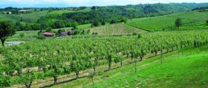 Dolcetto, ora c’è un’arma in più: «Uve di grande qualità per un vino d’autore»