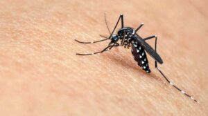 Alessandria, piano di contenimento zanzare: barriera protettiva di 27 km