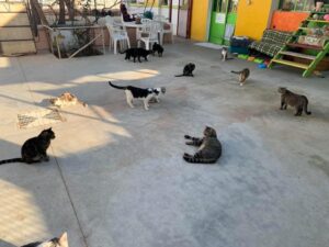 Al Gattile sanitario un murales di Lele Gastini
