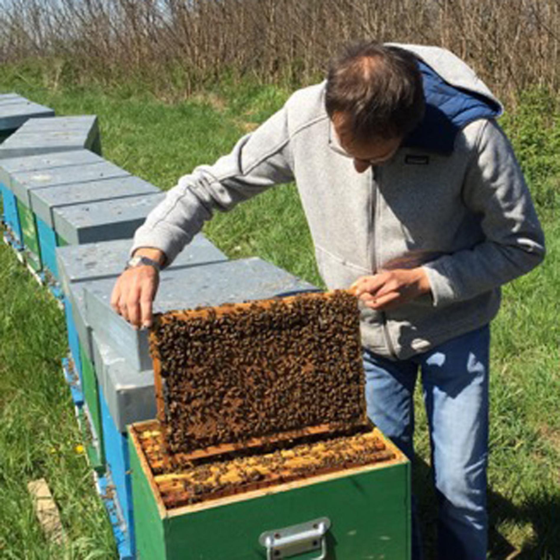 Apicoltore derubato: nella notte portate via un milione di api