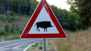 Cinghiali, dieci nuovi casi in provincia