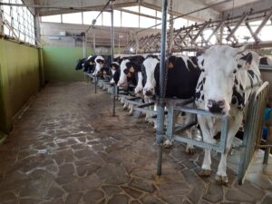 Latte, produzione in calo per il troppo caldo