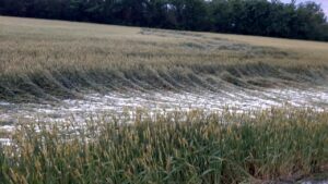 “Settore agroalimentare e Pnrr: bisogna salvare la spesa delle famiglie”