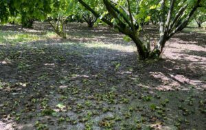 Grandine a Spigno: per le nocciole perdite dall’80 al 100%