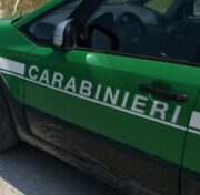 Rivarone, al posto del bosco un pioppeto: denunciato e sanzionato