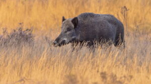 Peste Suina Africana, nessun nuovo caso in Piemonte