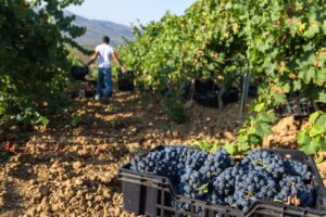 Bianco (Coldiretti): “Positivo l’arrivo dei lavoratori stranieri”