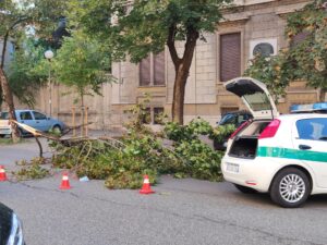 Casale, grosso ramo precipita a terra in via Sobrero