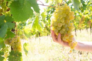 Gavi Docg: oggi, 15 settembre, parte la raccolta dell’uva