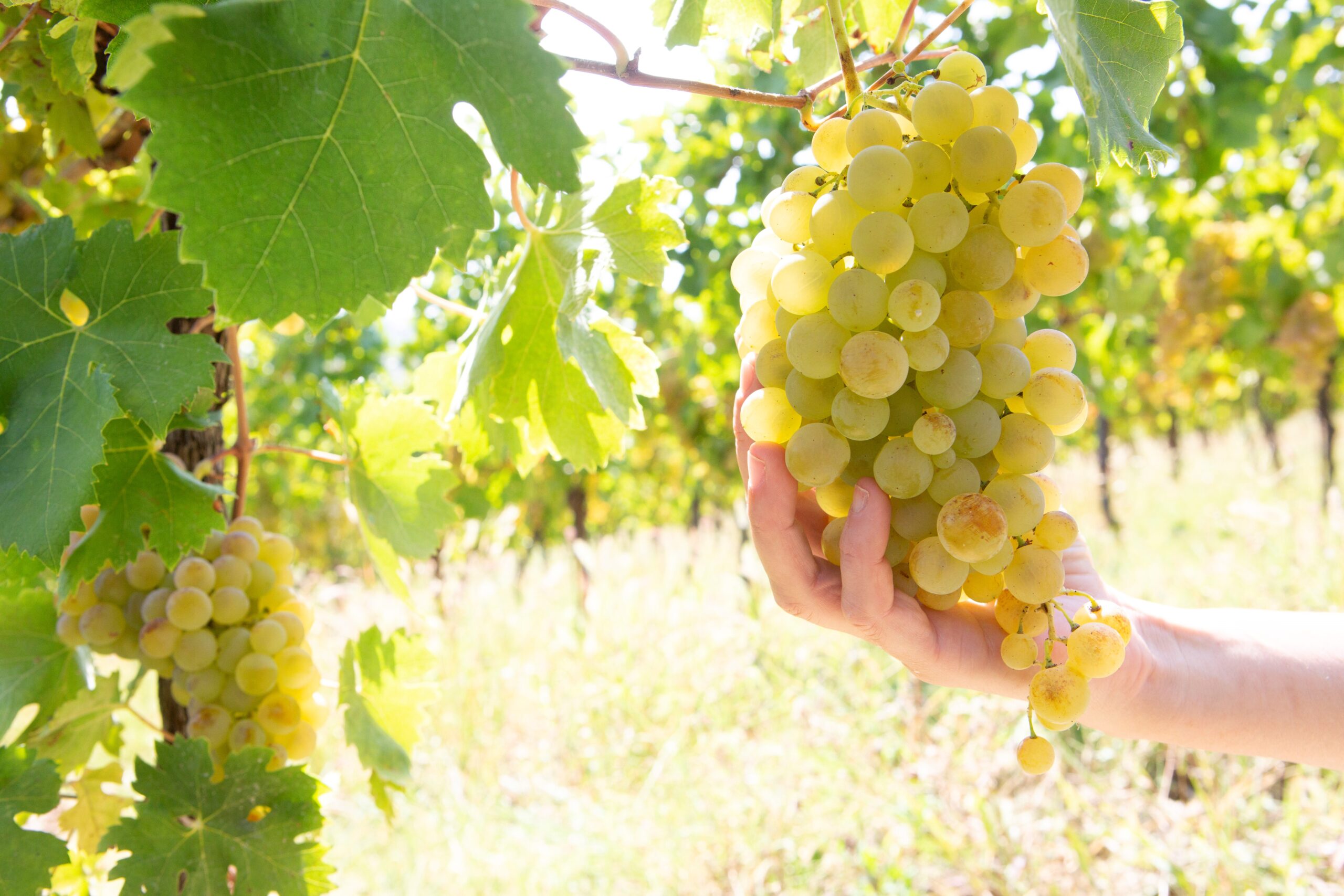 Consorzio Tutela del Gavi, ecco la nuova casa