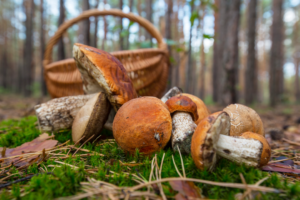 Il potere afrodisiaco dei funghi