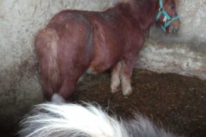Novi, animali maltrattati al maneggio: denunciati i proprietari