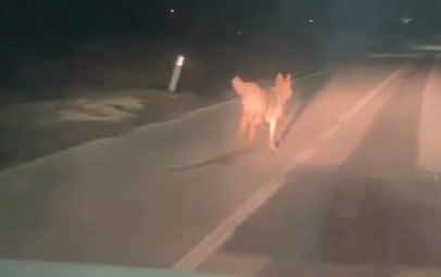 Treville, la foto del lupo che guarda sorgere l’alba