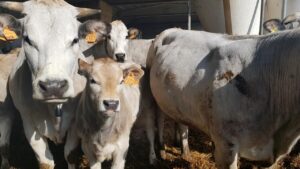 “Razza piemontese, serve l’etichettatura d’origine”