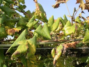 Flavescenza dorata e Mal dell’esca: la prevenzione alessandrina