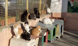 Oggi giornata di festa al Gattile sanitario