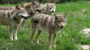 Lupi in crescita, Coldiretti Alessandria chiede indennizzi immediati