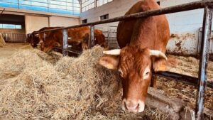 Allevatori, un bando per la protezione del bestiame
